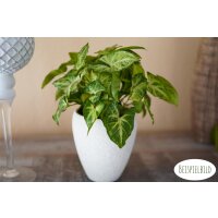 Purpurtute, (Syngonium podophyllum), im 12cm Topf, ca. 20cm hoch