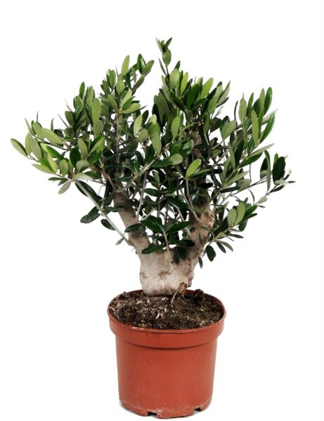 Olivenbaum - Busch mit XL-Stamm, (Olea europea), ca. 40cm hoch, im ca. 15cm Topf