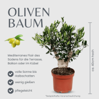 Olivenbaum - Busch mit XL-Stamm, (Olea europea), ca. 40cm...