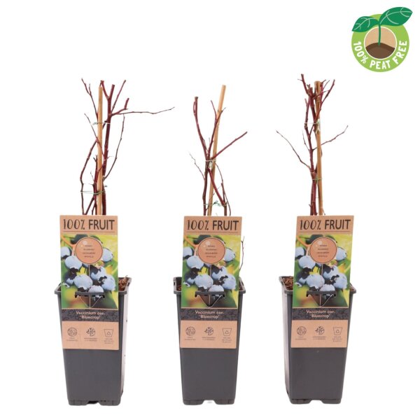 Heidelbeere, (Vaccinium corymbosum), Sorte: Bluecrop, ca. 55cm hoch, im 14cm Topf