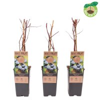 Heidelbeere, (Vaccinium corymbosum), Sorte: Bluecrop, ca....