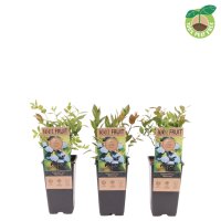 Heidelbeere, (Vaccinium corymbosum), Sorte: Bluecrop, ca....