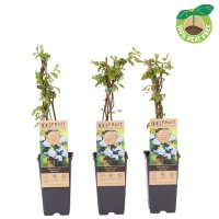 Heidelbeere, (Vaccinium corymbosum), Sorte: Bluecrop, ca. 55cm hoch, im 14cm Topf