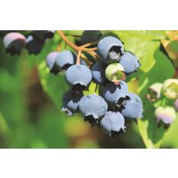 Heidelbeere, (Vaccinium corymbosum), Sorte: Bluecrop, ca. 55cm hoch, im 14cm Topf