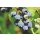 Heidelbeere, (Vaccinium corymbosum), Sorte: Bluecrop, ca. 55cm hoch, im 14cm Topf