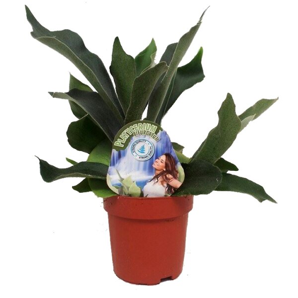 Geweihfarn, (Platycerium bifurcatum), im 12cm Topf, ca. 30cm hoch