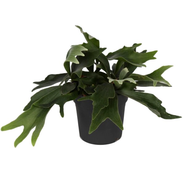 Geweihfarn, (Platycerium bifurcatum), im 17cm Topf, ca. 40cm hoch