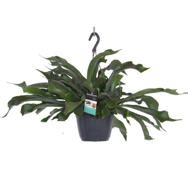Geweihfarn, (Platycerium bifurcatum), in der 18cm Hängeampel, ca. 40cm hoch
