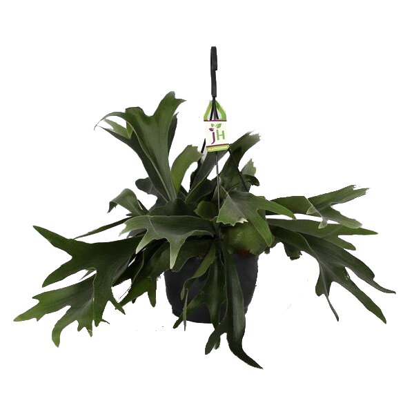 Geweihfarn, (Platycerium bifurcatum), in der 21cm Hängeampel, ca. 55cm hoch