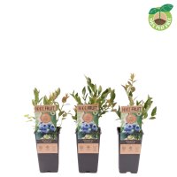 Heidelbeere, (Vaccinium corymbosum), Sorte: Northland,...