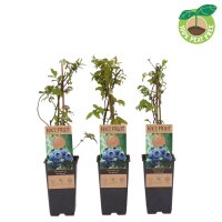 Heidelbeere, (Vaccinium corymbosum), Sorte: Northland, ca. 55cm hoch, im 14cm Topf