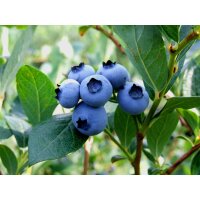 Heidelbeere, (Vaccinium corymbosum), Sorte: Northland, ca. 55cm hoch, im 14cm Topf