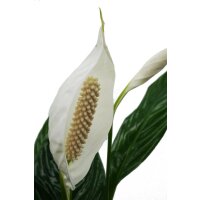 Einblatt, (Spathiphyllum) ca. 55cm hoch im 17cm Topf