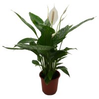 Einblatt, (Spathiphyllum) ca. 55cm hoch im 17cm Topf