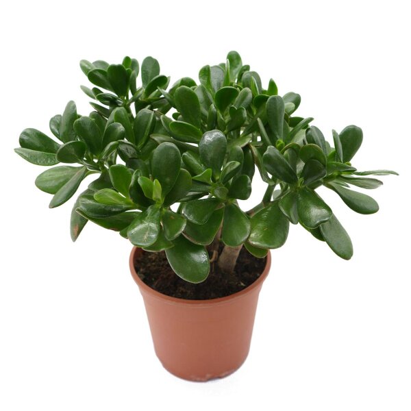 Geldbaum, (Crassula ovata), im 17cm Topf, ca. 40cm hoch