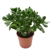 Geldbaum, (Crassula ovata), im 17cm Topf, ca. 40cm hoch