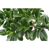 Geldbaum, (Crassula ovata), im 17cm Topf, ca. 40cm hoch
