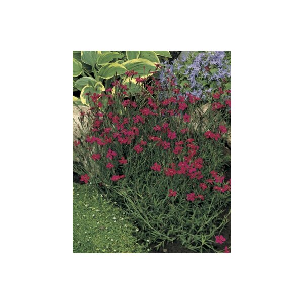 Steingartennelke, (Dianthus deltoides) Sorte: Leuchtfunk, im 12cm Topf