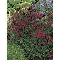 Steingartennelke, (Dianthus deltoides) Sorte: Leuchtfunk, im 12cm Topf