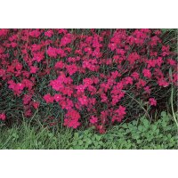 Steingartennelke, (Dianthus deltoides) Sorte: Leuchtfunk, im 12cm Topf