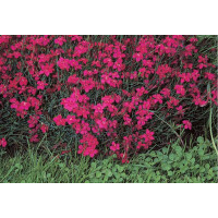 Steingartennelke, (Dianthus deltoides) Sorte: Leuchtfunk,...