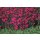 Steingartennelke, (Dianthus deltoides) Sorte: Leuchtfunk, im 12cm Topf