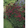 Steingartennelke, (Dianthus deltoides) Sorte: Leuchtfunk, im 12cm Topf