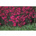 Steingartennelke, (Dianthus deltoides) Sorte: Leuchtfunk, im 12cm Topf