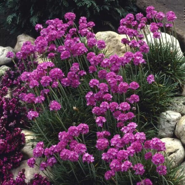 Grasnelke, (Armeria maritima) Sorte: Armada Rose, im 12cm Topf
