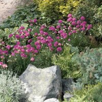 Grasnelke, (Armeria maritima) Sorte: Armada Rose, im 12cm Topf