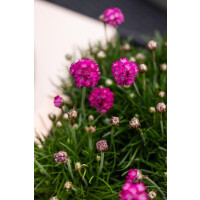 Grasnelke, (Armeria maritima) Sorte: Armada Rose, im 12cm...