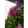 Grasnelke, (Armeria maritima) Sorte: Armada Rose, im 12cm Topf