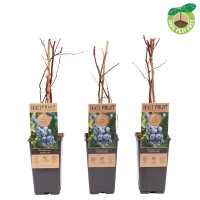 Heidelbeere, (Vaccinium corymbosum), Sorte: Goldtraube,...