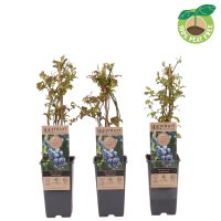 Heidelbeere, (Vaccinium corymbosum), Sorte: Goldtraube, ca. 55cm hoch, im 14cm Topf