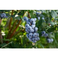 Heidelbeere, (Vaccinium corymbosum), Sorte: Goldtraube, ca. 55cm hoch, im 14cm Topf