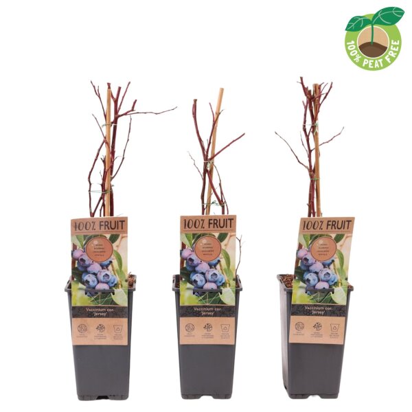 Heidelbeere, (Vaccinium corymbosum), Sorte: Jersey, ca. 55cm hoch, im 14cm Topf