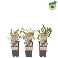 Heidelbeere, (Vaccinium corymbosum), Sorte: Jersey, ca....