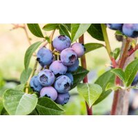 Heidelbeere, (Vaccinium corymbosum), Sorte: Jersey, ca. 55cm hoch, im 14cm Topf