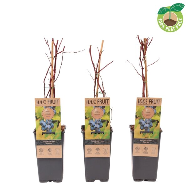 Heidelbeere, (Vaccinium corymbosum), Sorte: Patriot, ca. 55cm hoch, im 14cm Topf