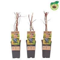 Heidelbeere, (Vaccinium corymbosum), Sorte: Patriot, ca....