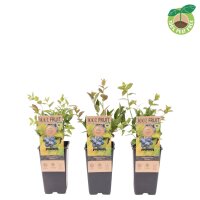 Heidelbeere, (Vaccinium corymbosum), Sorte: Patriot, ca....