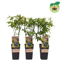 Heidelbeere, (Vaccinium corymbosum), Sorte: Patriot, ca. 55cm hoch, im 14cm Topf