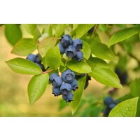 Heidelbeere, (Vaccinium corymbosum), Sorte: Patriot, ca. 55cm hoch, im 14cm Topf