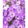 Hohe Flammenblume, (Phlox paniculata), Sorte: Sweet Summer® Violet White, im 12cm Topf