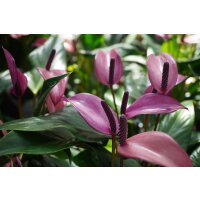 Flamingoblume, (Anthurium), Sorte: Zizou, im 12cm Topf