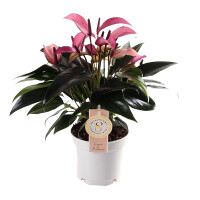 Flamingoblume, (Anthurium), Sorte: Zizou, im 12cm Topf