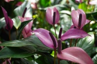 Flamingoblume, (Anthurium), Sorte: Zizou, im 12cm Topf