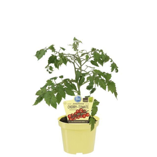 Bio-Cherrytomate, (Lycopersicon esculentum L.), Sorte: Pepe, im 12cm Topf, 2 Pflanzen im Set