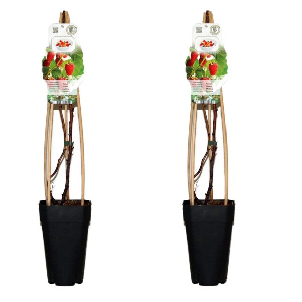 2er Set Himbeere, (Rubus idaeus), Sorte: Mailling Promise, ca. 65cm hoch, im 14cm Topf