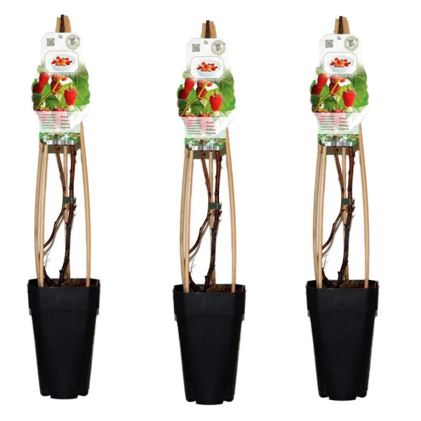 3er Set Himbeere, (Rubus idaeus), Sorte: Mailling Promise, ca. 65cm hoch, im 14cm Topf